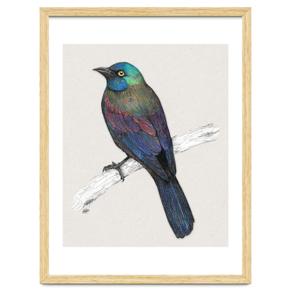 Common Grackle