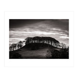 Trees in Silhouette (Print Only) thumbnail