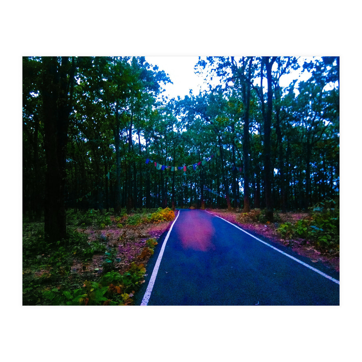 Into The Wild (Print Only)