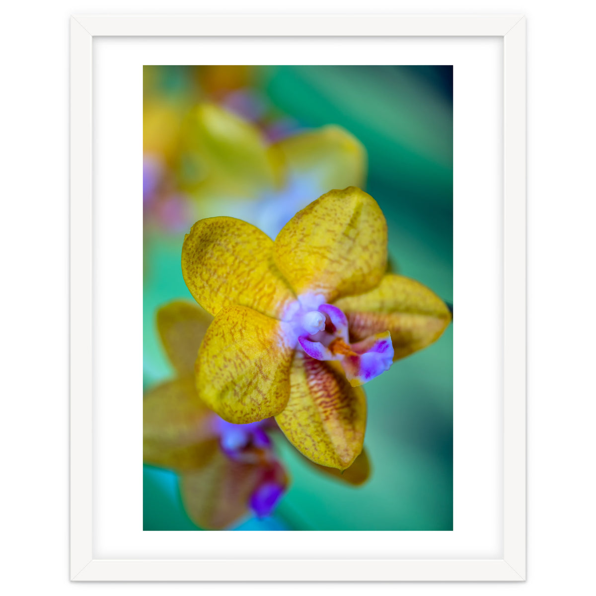 Orchidee Phalleanopsis