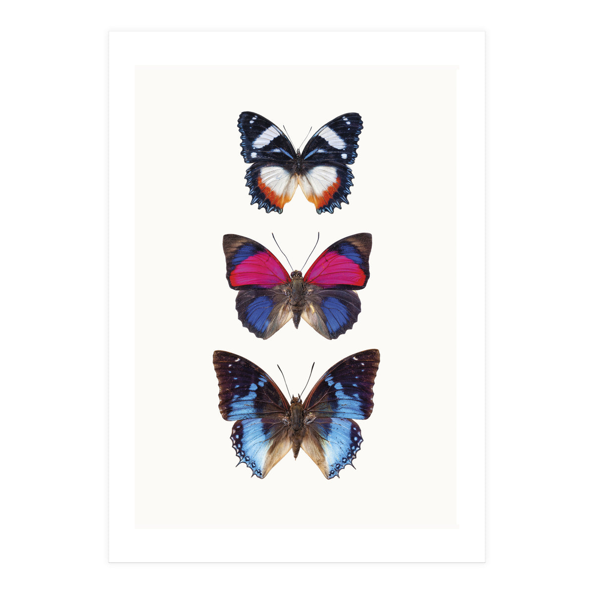 Cc Butterflies 03 (Print Only)