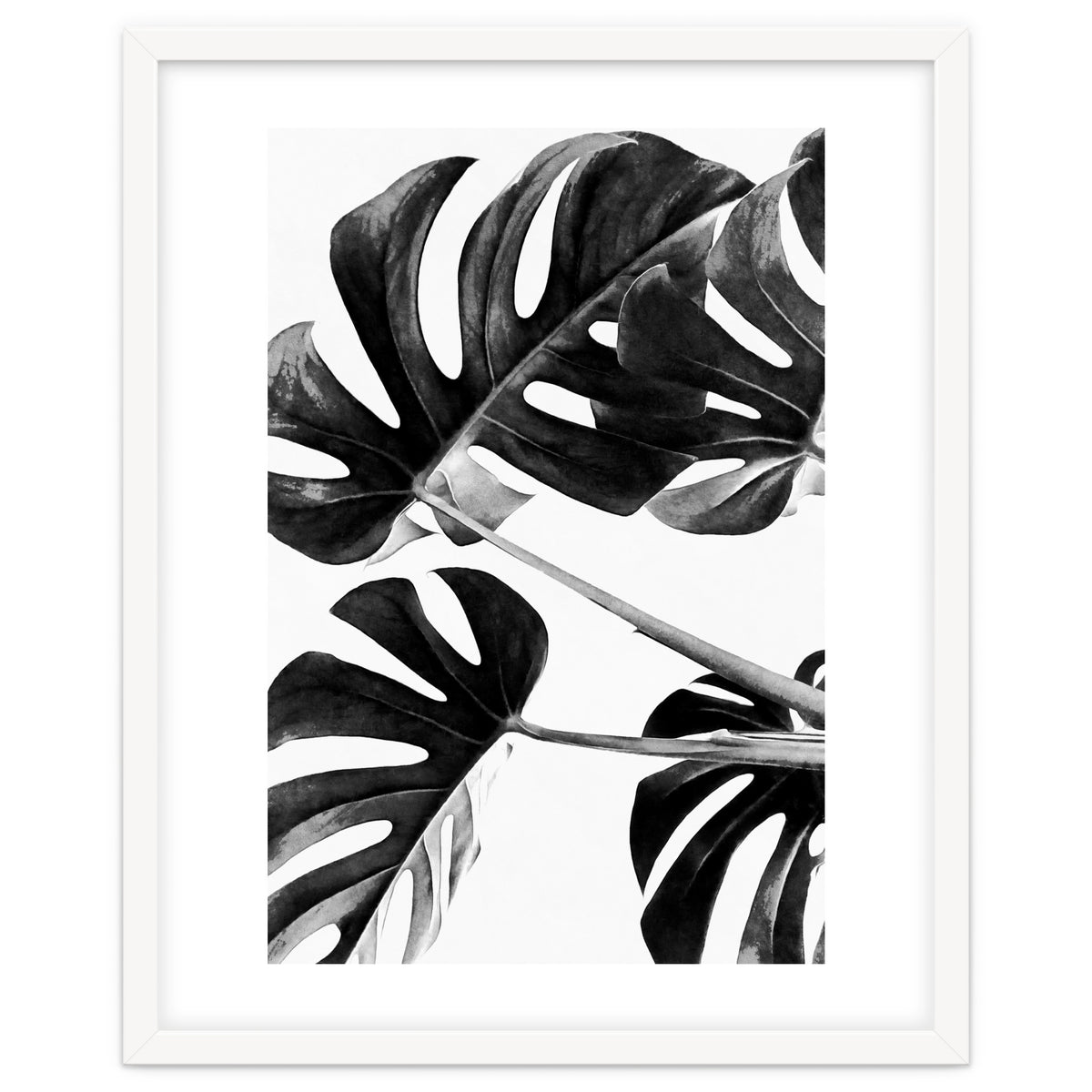 Monstera Black And White 05