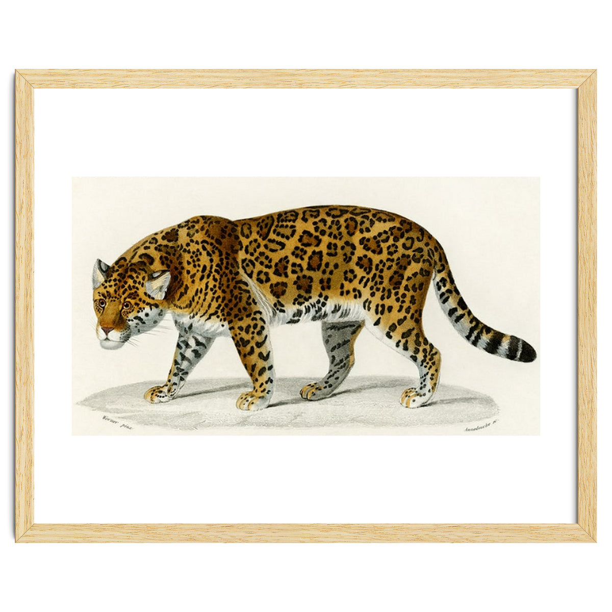 Jaguar (Panthera Onca) illustrated