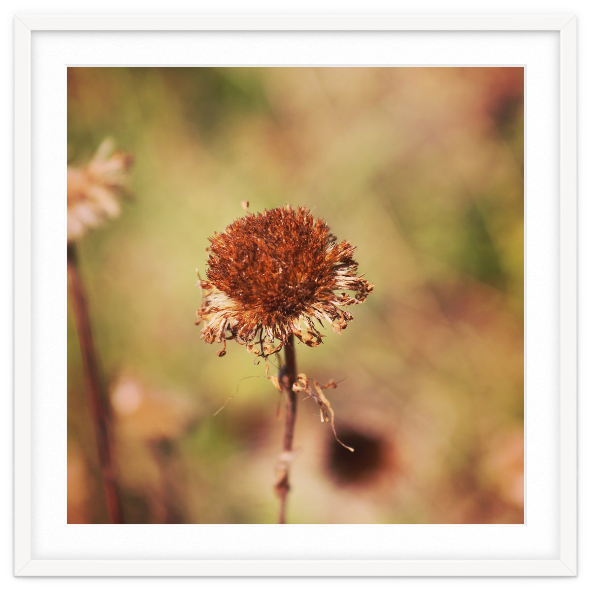 dried daisy