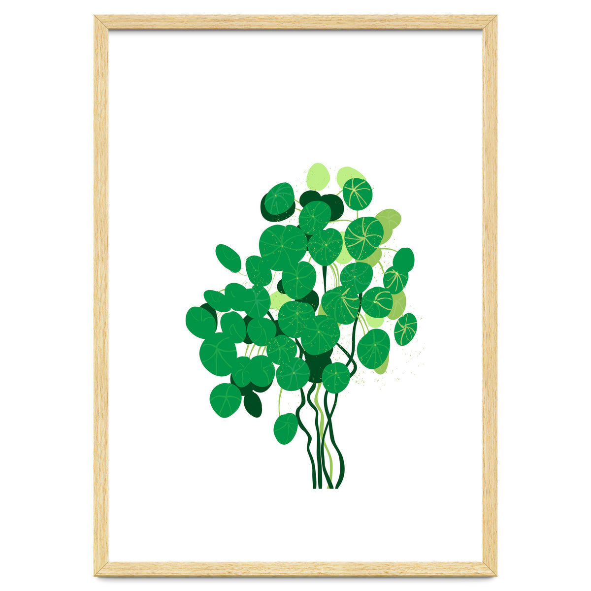 Pilea