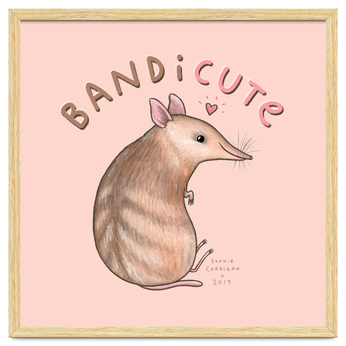 Bandicute
