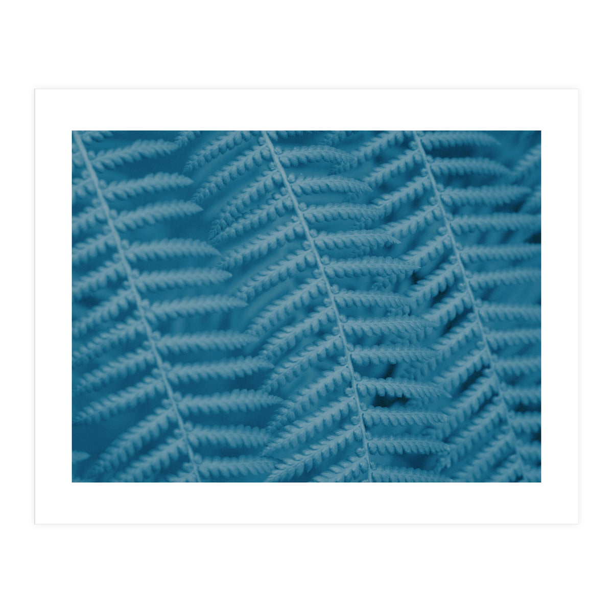 Pteridopsida 3 (Print Only)