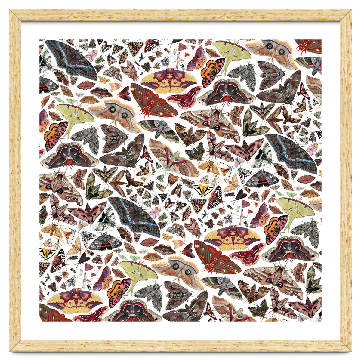 Moths of North America Pattern