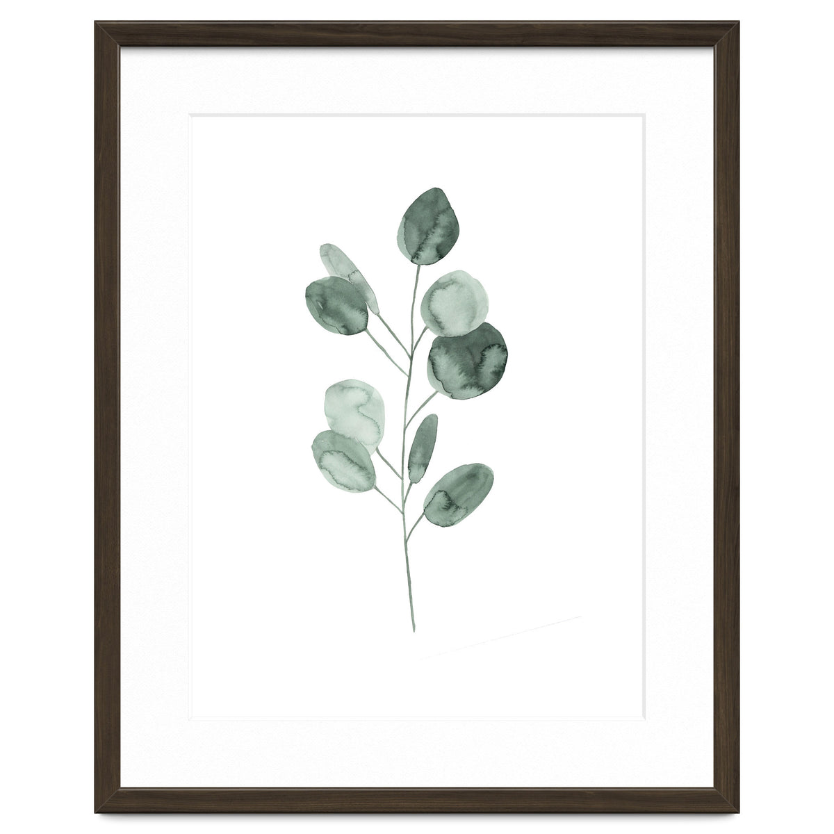 Botanical Illustration Eukalyptus2