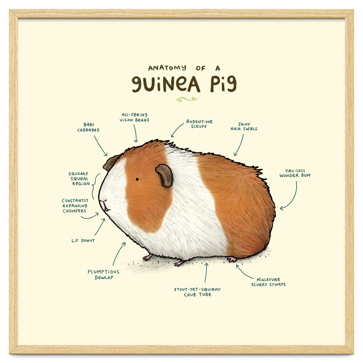 Anatomy Of A Guniea Pig