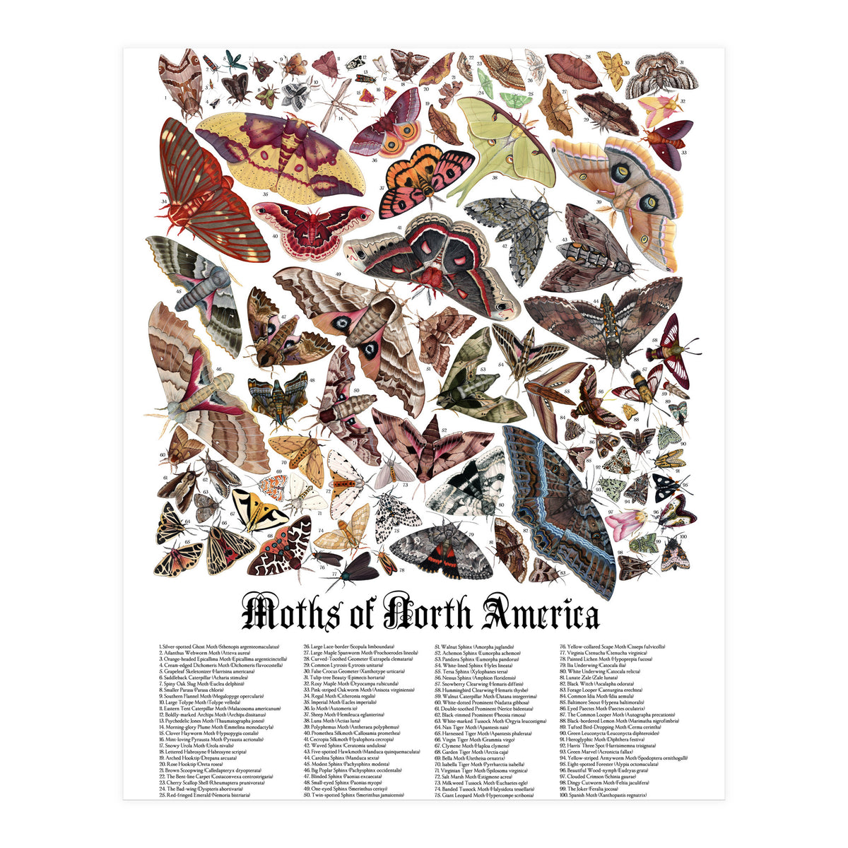 Moths of North America  (Print Only)