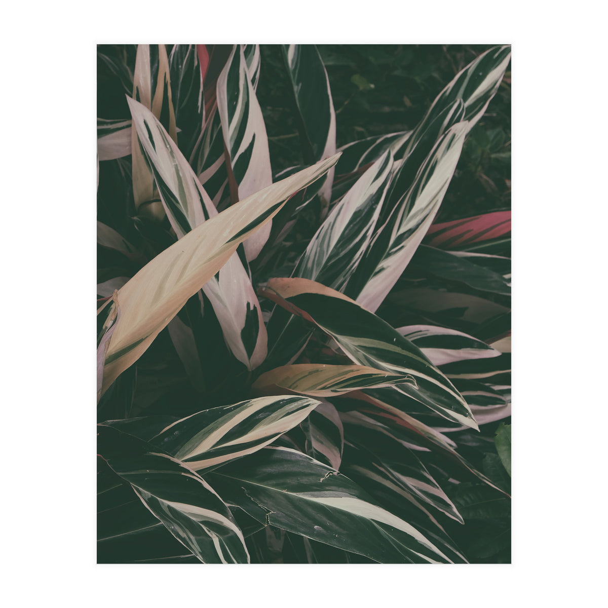 MARANTA LEAVES (Print Only)