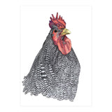 Chicken No.1 (Print Only) thumbnail