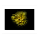 Backyard Flowers No 41 Color Version (Print Only) thumbnail