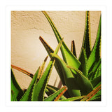 cacti and sunshine (Print Only) thumbnail