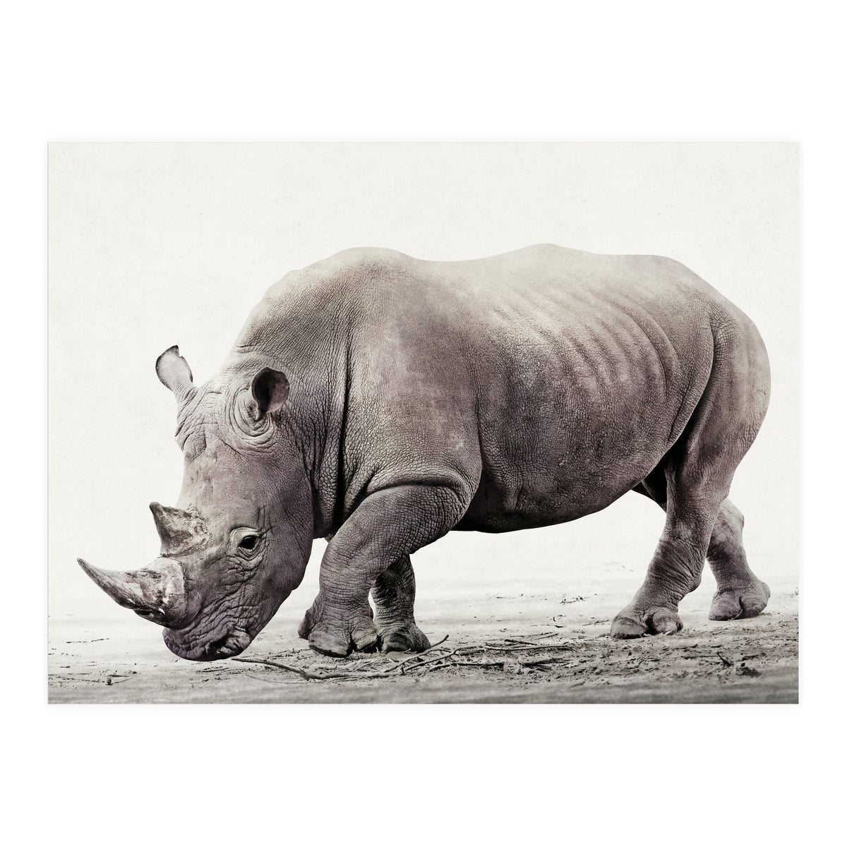 Rhino (Print Only)