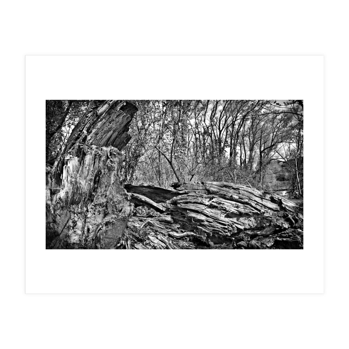 Rotten wood (Print Only)