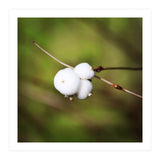 winter berries (Print Only) thumbnail