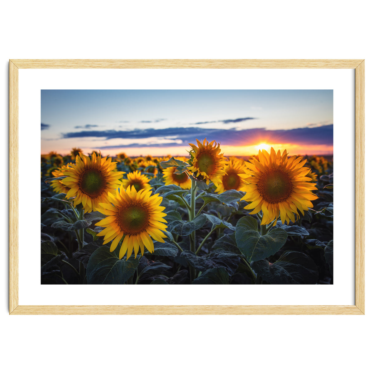 Sunflowers
