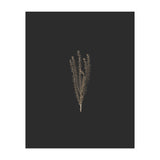Delicate Fynbos Botanicals in Gold and Black (Print Only) thumbnail