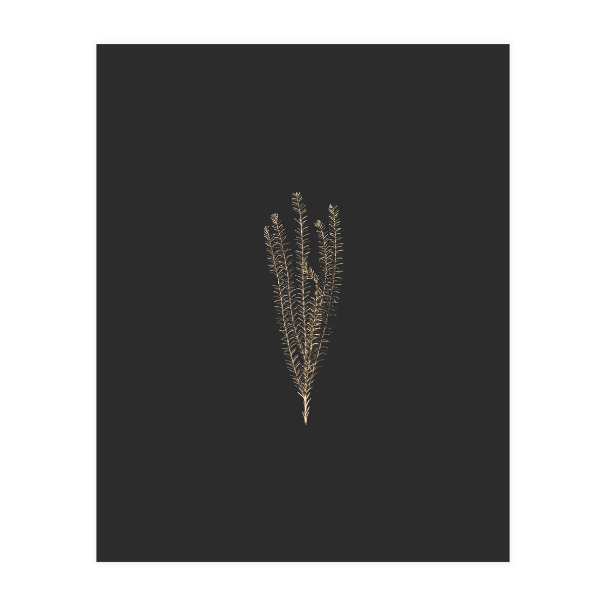 Delicate Fynbos Botanicals in Gold and Black (Print Only)