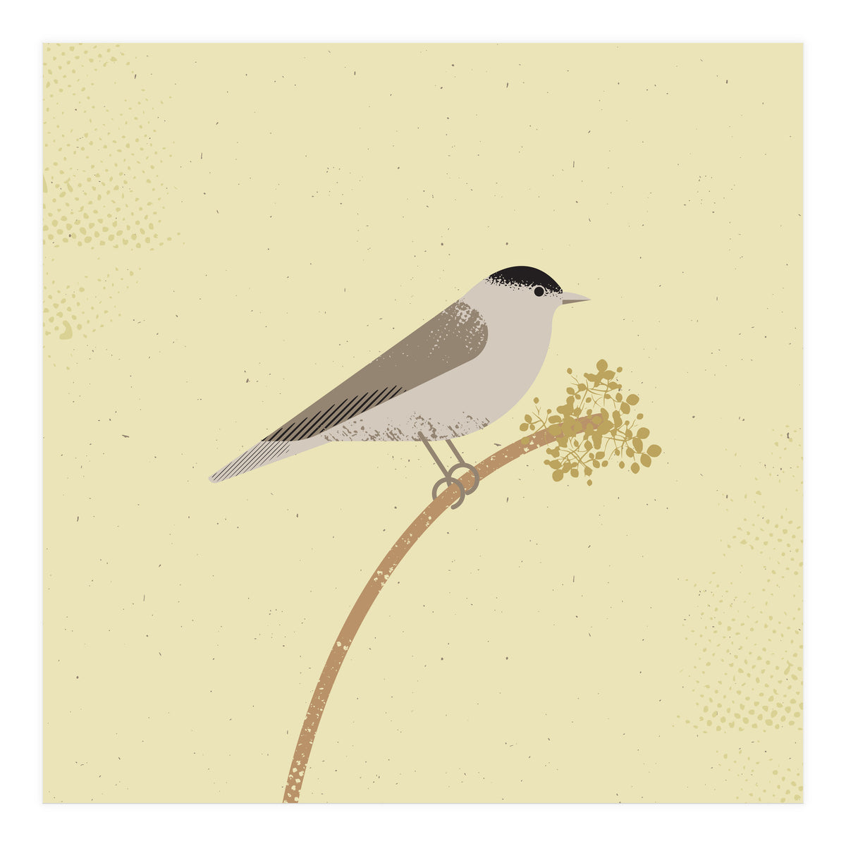 Blackcap  (Print Only)