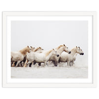 White Horses - Nature Photography