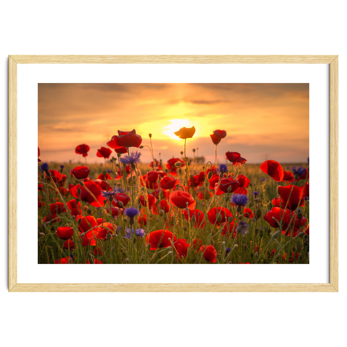 Poppies Sunset