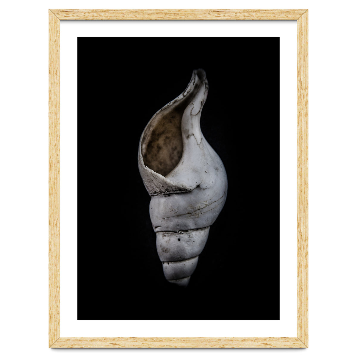 Shells No 12 Color Version