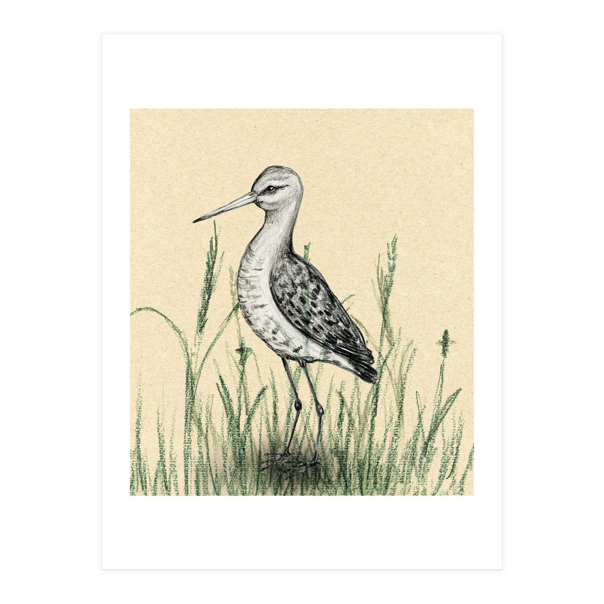 Black-tailed godwit in the grass (Print Only)