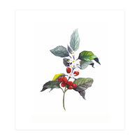 1 Botanical Illustration Kaffee Pflanze (Print Only)