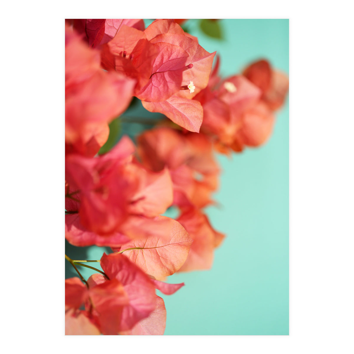 Bright Star #1  (Print Only)