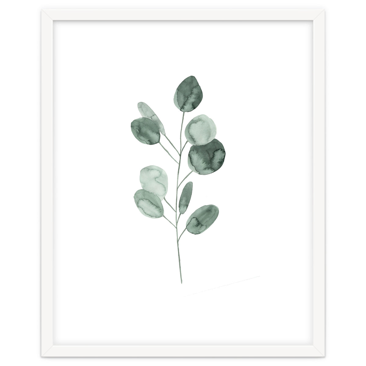 Botanical Illustration Eukalyptus2