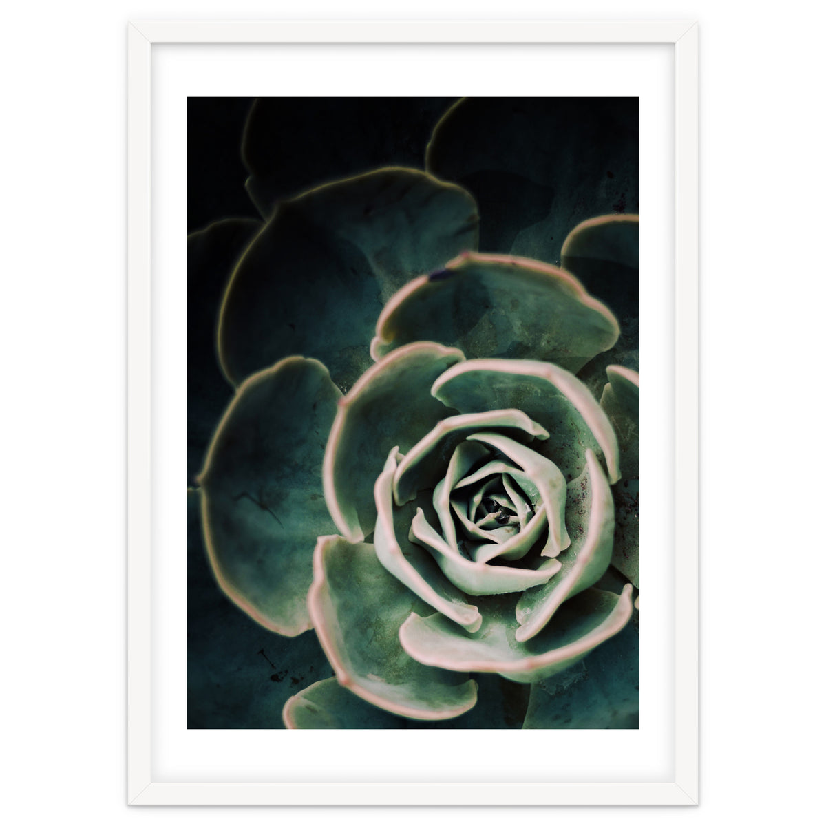 Darkside Of Succulents 4-D