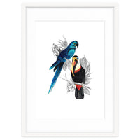 The Toucan and the Parrot