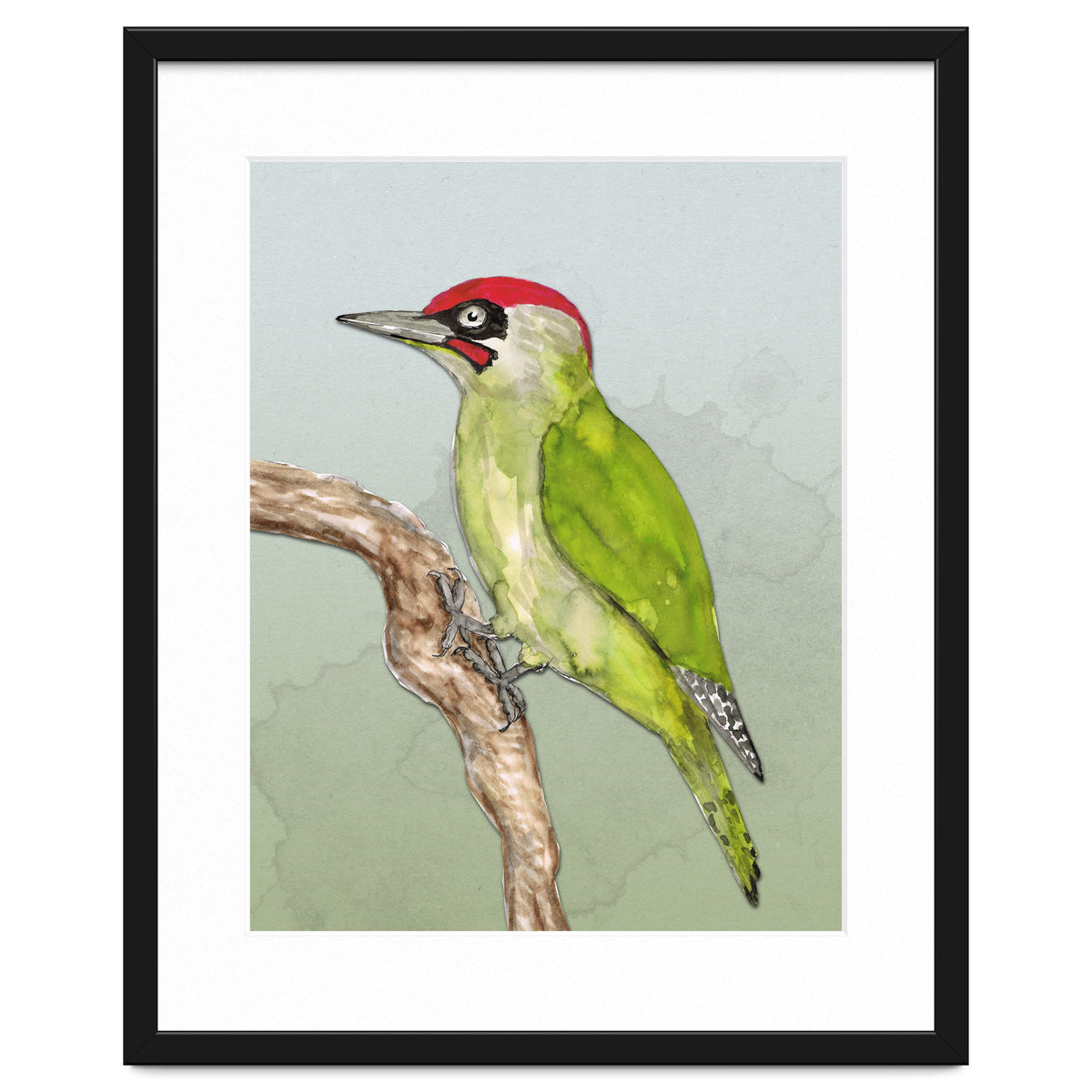 Green woodpecker