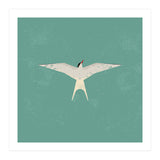 Arctic Tern (Print Only) thumbnail