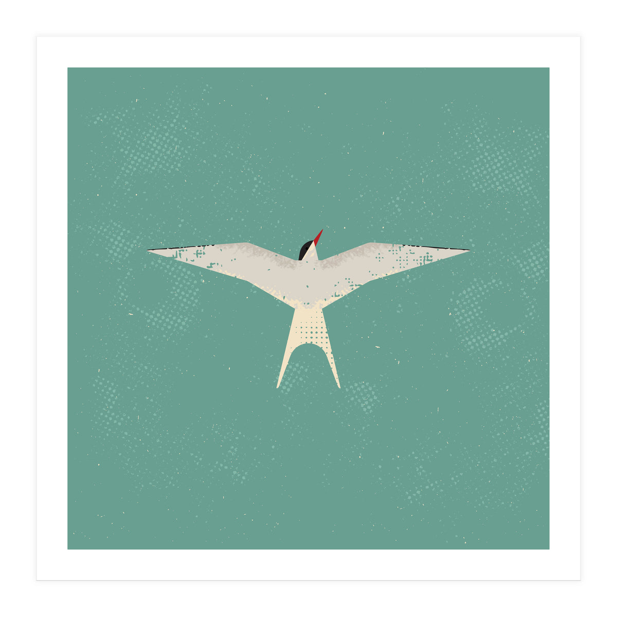 Arctic Tern (Print Only)
