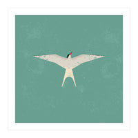 Arctic Tern (Print Only)