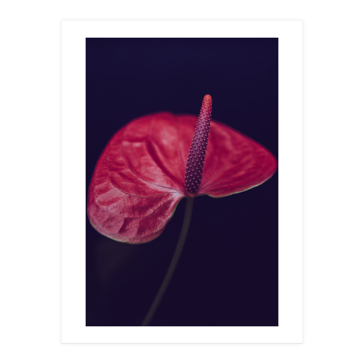 Dark Ruby (Print Only)