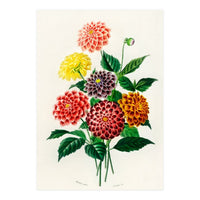 Dahlia illustrated (Print Only)