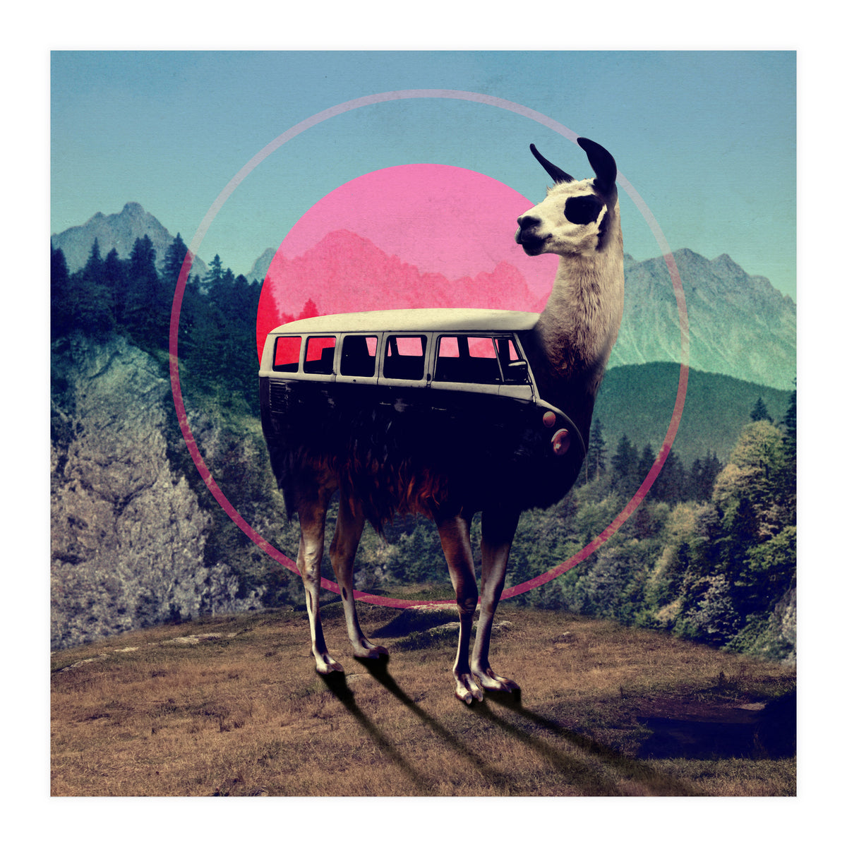 Llama (Print Only)