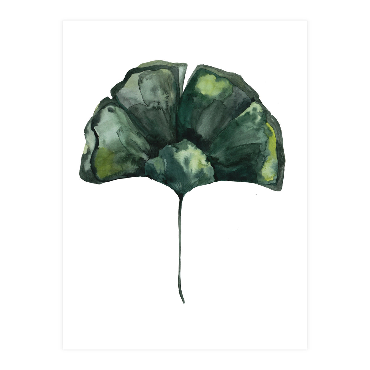 Botanical Illustration Ginko (Print Only)