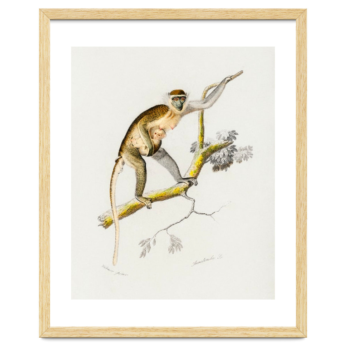 Cercopithecus griseus illustrated