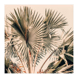 Morning Star (Print Only) thumbnail