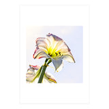 Amaryllis 2 (Print Only) thumbnail