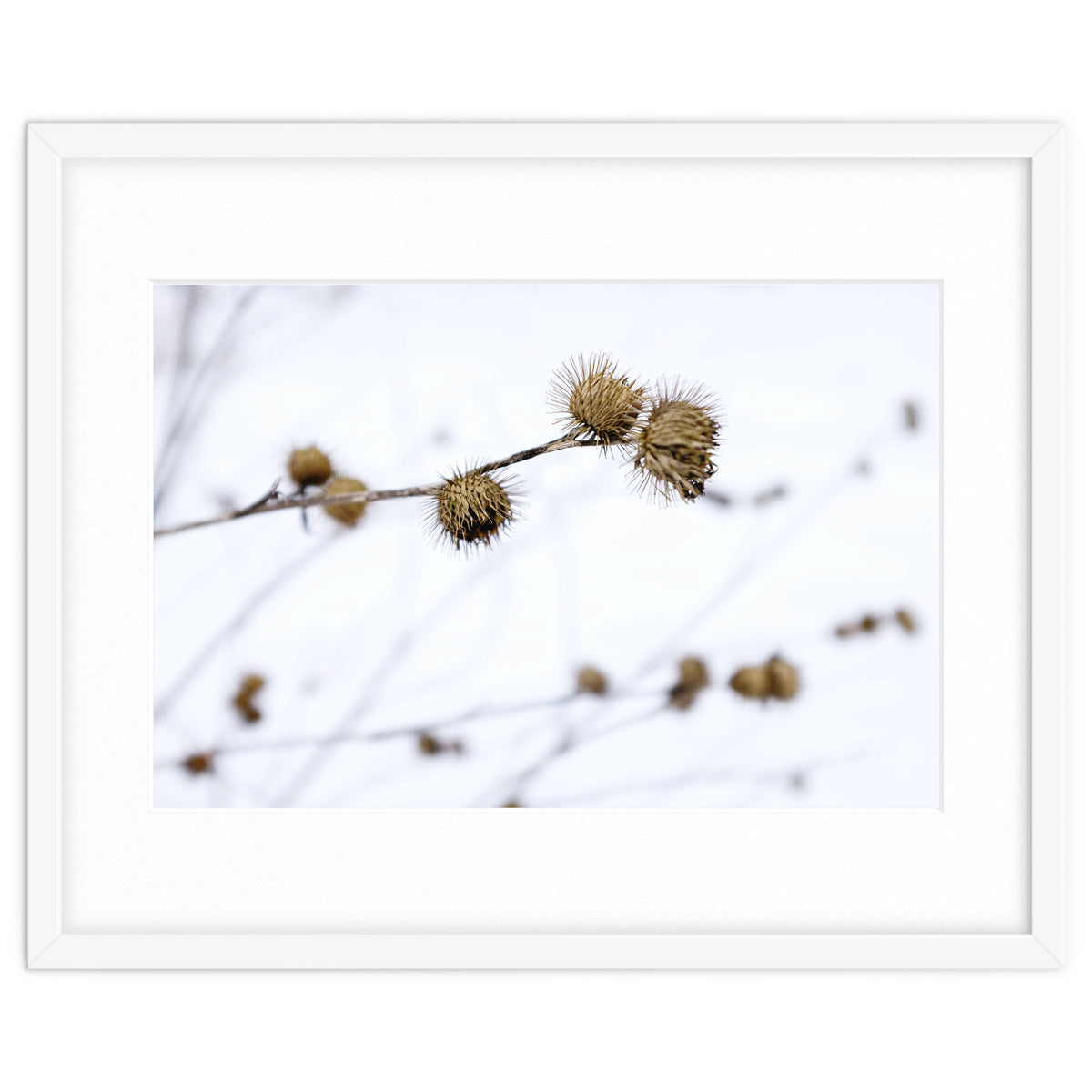 Winter Thistles