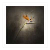 Graceful flower - Strelitzia | vintage style  (Print Only)