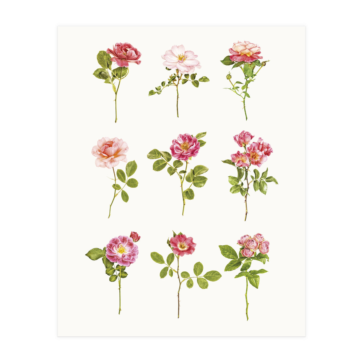 Cc Roses 07 (Print Only)