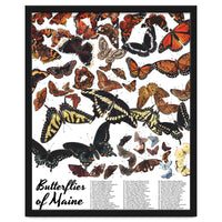 Maine Butterflies Chart